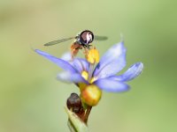 HoverFly.jpg