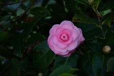 DSC_3321.jpg