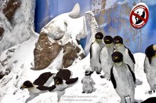 pingu-1.jpg