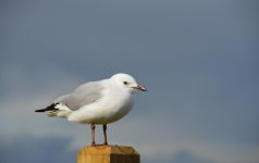 DSC_8582.jpg