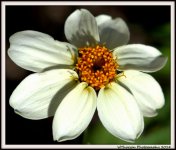 Tiny White Zinnia.jpg