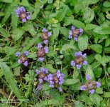 165 Purple Flowers-140614_01.jpg