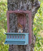 169 Red Squirrel-140618-01_01.jpg