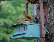 169 Red Squirrel-140618-03_01.jpg