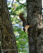 169 Red Squirrel-140618-05_01.jpg