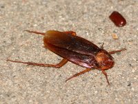 Roach.jpg