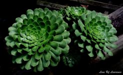 Succulent LOL.jpg