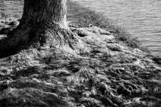 Medipark-tree1-XL.jpg