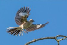 mockingbird.jpg