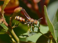 Wasp2.jpg