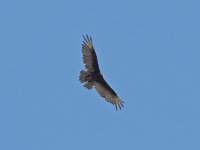 Hawk.jpg