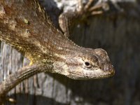LizardBug.jpg