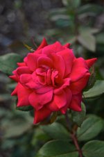DSC_0188.jpg