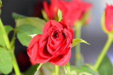 DSC_3218.jpg