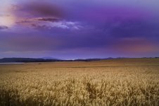 wheatfield.jpg