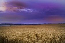 96619d1403412719-post-your-sunset-shots-wheatfield.jpg