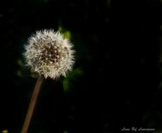 Dandelion LOL.jpg