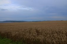 wheatfield-1.jpg