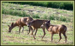 Three Deer.jpg