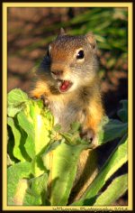Groundhog.jpg