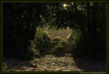Tree Arch.jpg