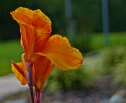 2005 Iris.jpg