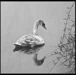 Misty Swan B-W.jpg
