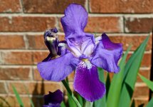 Blue Iris.jpg