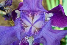 Blue Iris Detail.jpg