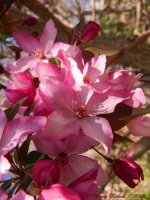 PinkSpringFlowersDay88.jpg