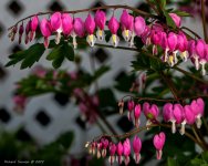 DSC_3772.jpg