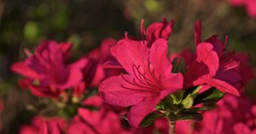 Red Azaleas.jpg