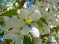 WhiteBloomDay92.jpg