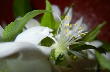 WhiteCloseUpDay93.jpg