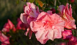 Dewy Pink Flower.jpg