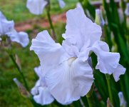 White Iris.jpg