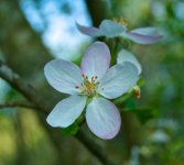 Tree Blossom.jpg