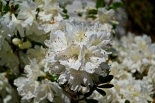 White Azaleas.jpg