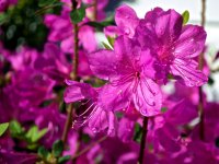 Purple Azaleas.jpg