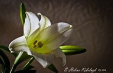 _SSC0058-Edit-Edit.jpg