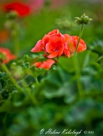_SSC0005-Edit.jpg