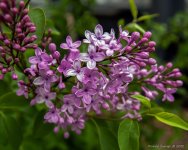 DSC_4200.jpg