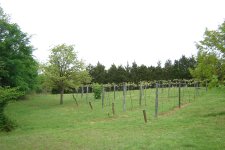 vineyard.JPG