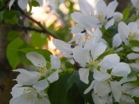 SunSetNFlowersDay96.jpg