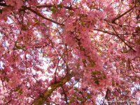 PinkFragrance Day101.jpg