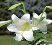 closeup lily.jpg