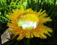 FlowerReflectionsDay102a.jpg