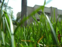 Bug's View Day 102.jpg