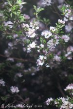 _SSC0212.jpg