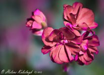 _SSC0217-Edit-Edit.jpg
